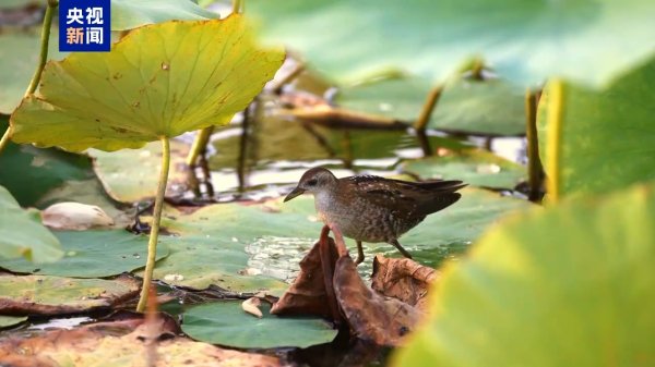在线炒股配资识 新疆玛纳斯湿地：首次发现珍稀鸟类姬田鸡