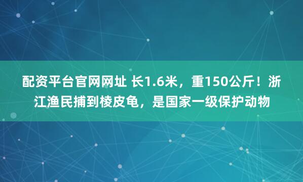 配资平台官网网址 长1.6米,重150公斤!浙江渔民捕到棱皮龟,是国家一级保护动物